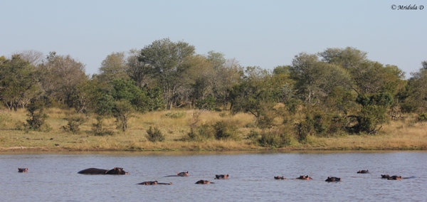 Submerged Hippos in a Pond, Manyeleti Game Reserve, South Africa