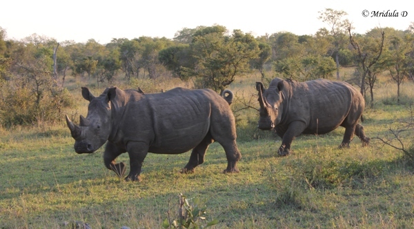 White Rhinos, Manayeleti Game Reserve, South Africa