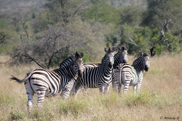 Zebras in the Wild, Manyeleto Game Reserve, South Africa