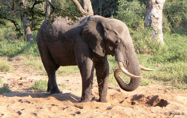 An African Elephant Splashing Mud, Manyeleti Game Reserve