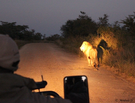 Following an African Lion, Manyeleti Game Reserve, South Africa