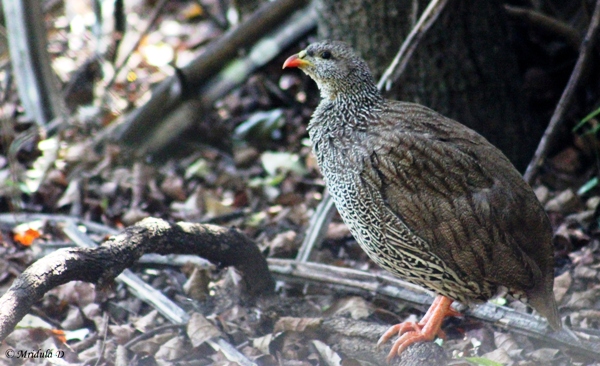 Franklin, A South African Bird