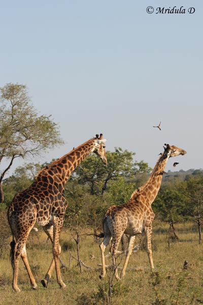 Giraffes- Male and Female, Manyeleti Game reserve, South Africa