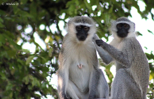 Vervet Monkeys, South Africa