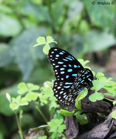 A Butterfly on the Way, Annapurna Circuit Trek Nepal