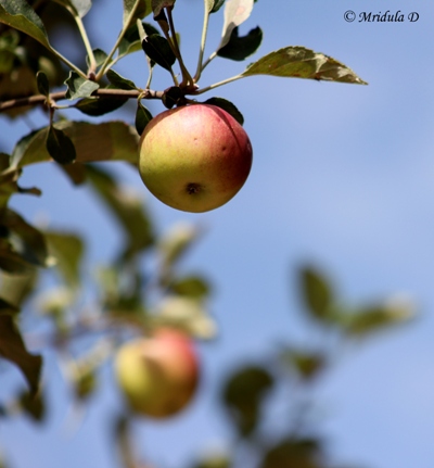 Apples at Te Aroha, Dhanachuli, Uttarakhand