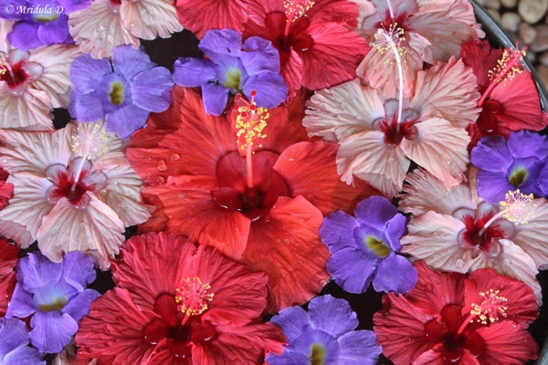 Colorful Hibiscus Flowers