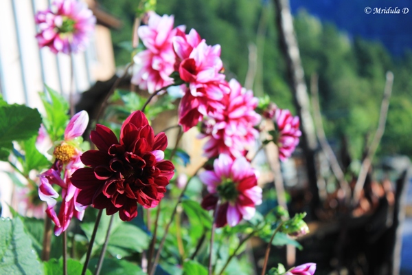 Dahlia Flowers, Timang, Annapurna Circuit Trek, Nepal