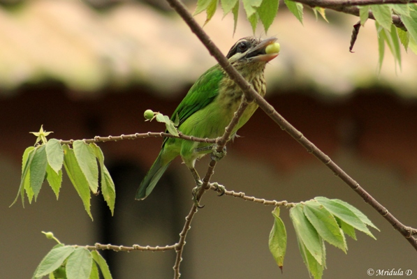 White Cheeked Barbet with a Berry
