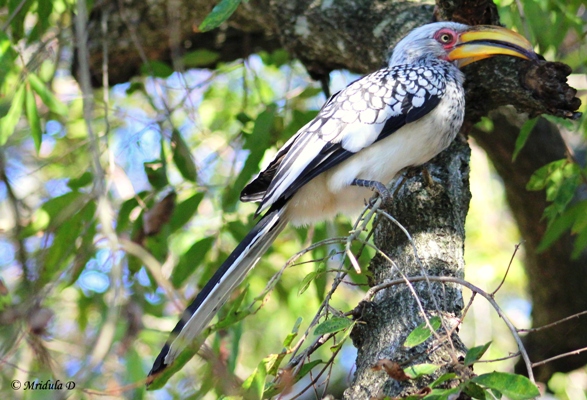 Yellow Billed Hornbill, Manyeleti Game Reserve, South Africa