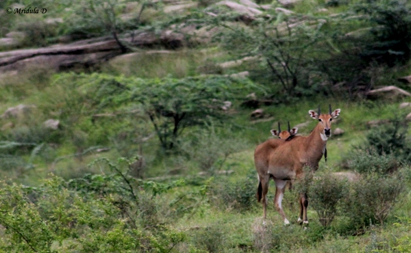 Antelopes at Lakshman Sagar