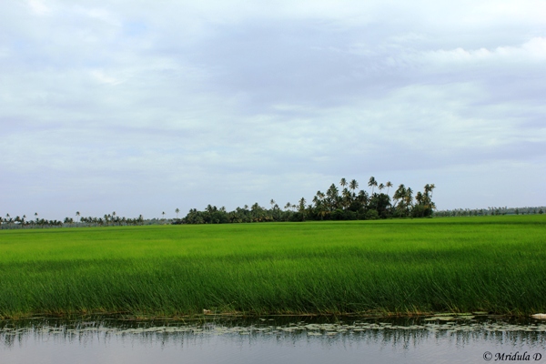 Lush Green Paddy Fields, Kerala Backwaters
