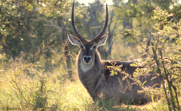 Kudu, Manyeleti Game Reserve, South Africa