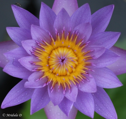 Blue/Purple Water Lily