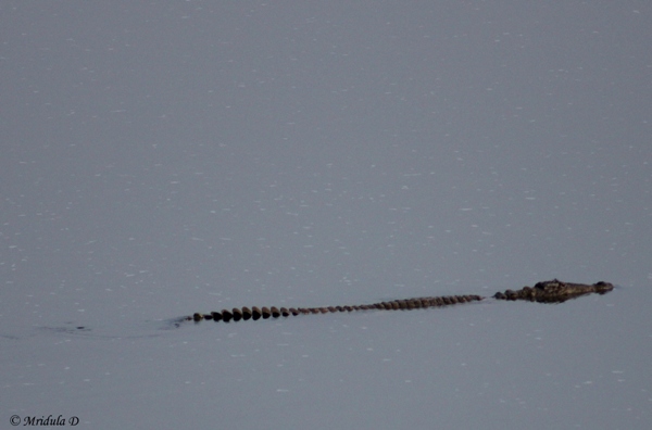 Crocodile in Ken River, MP