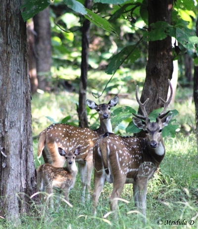 Spotted Deer Family