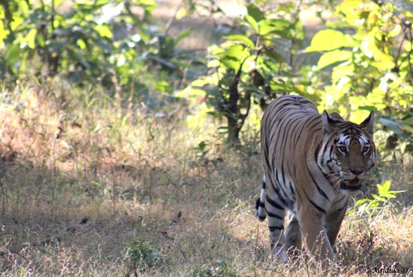 Tigress at Pench