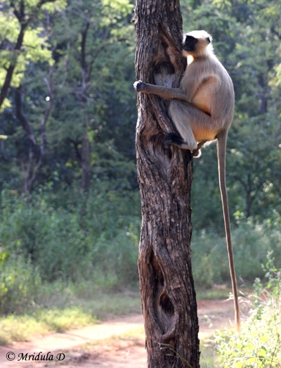 A Langoor sitting on a tree