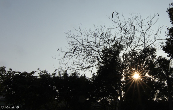 Sun Rays filtering through a tree