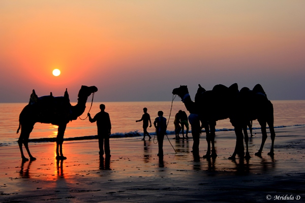 Camels at Mandavi Beach, Kutch, Gujarat