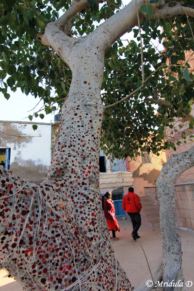 The Wishing Tree, Koteshwar, Gujarat