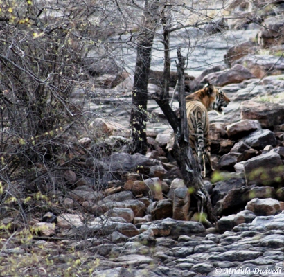 A Tiger Sighting at Ranthambore National Park, Rajasthan