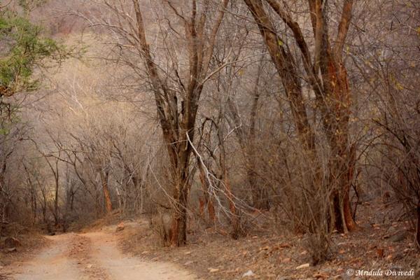 Dhonk Trees in Ranthambore