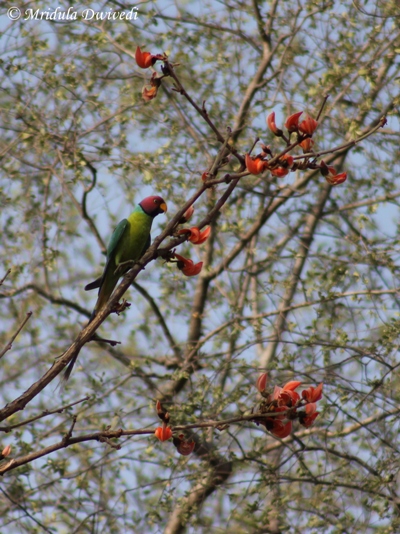 Plum Headed Parakeet, Ranthambore