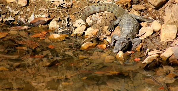 A Young Crocodile
