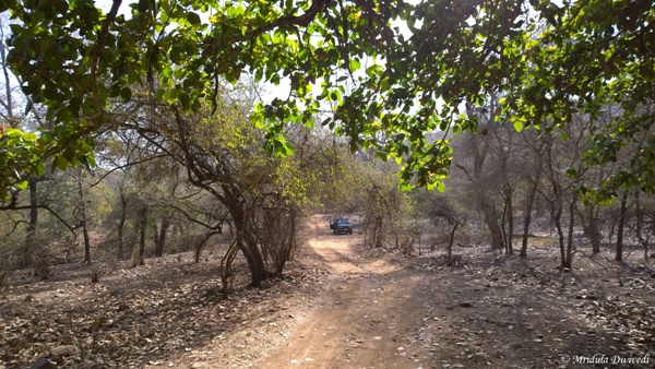 Inside the Ranthambore National Park, Rajasthan