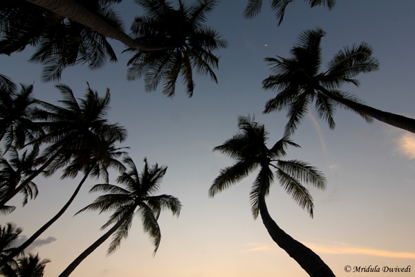 Coconut trees at sunset, Maafushi Island, Maldives