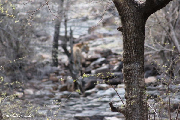 A blurred image of a tiger