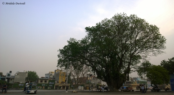 Banyan Tree, Gurgaon Railway Station