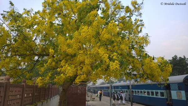 An amaltas tree at gurgaon railway station