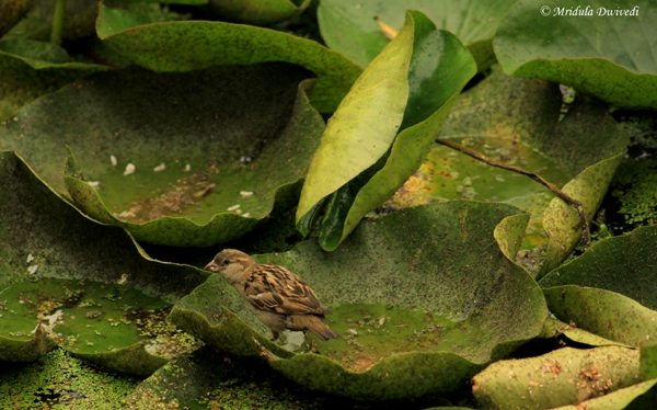 Sparrow sitting at Lotus Leaf in Dal Lake, Srinagar, India