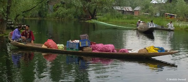 A Shikara in the Floating Vegetable Market