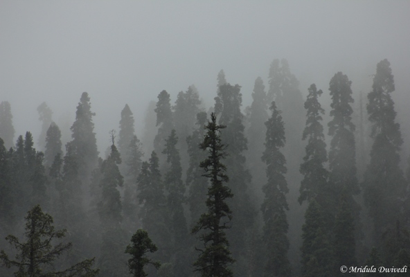 More Mist at Gulmarg, Kashmir