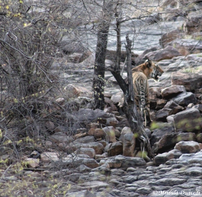 A Tiger at Ranthambore