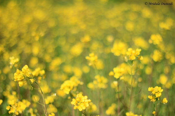 mustard-flowers