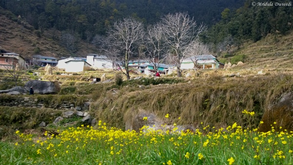 Nohli Village, Himachal Pradesh