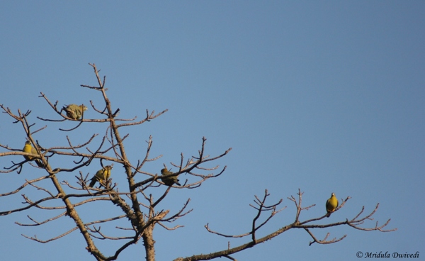 yellow-toed-green-pigeon