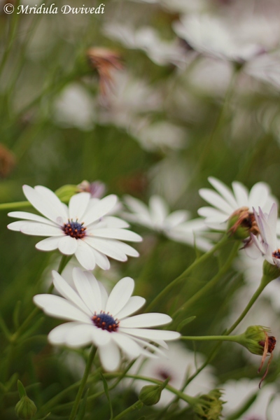 african-daisy-white