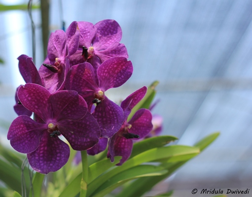 beautiful-orchid