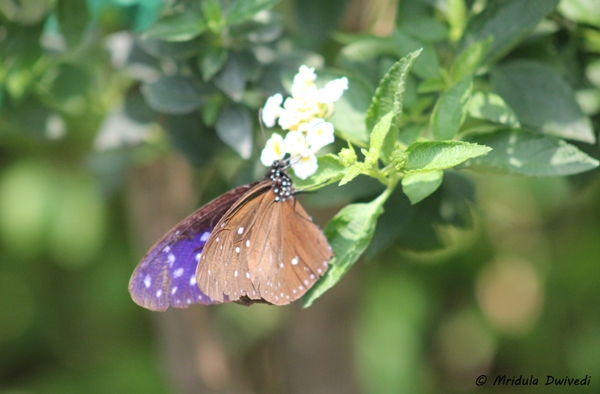 brown-blue-butterfly
