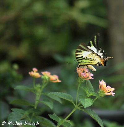 butterfly-lantana-flower