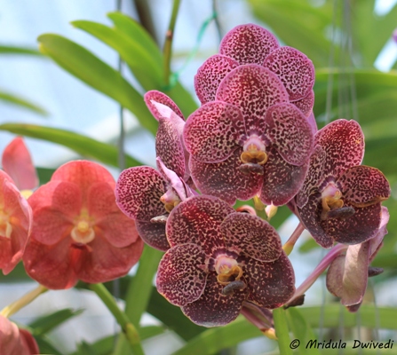 pretty-orchid