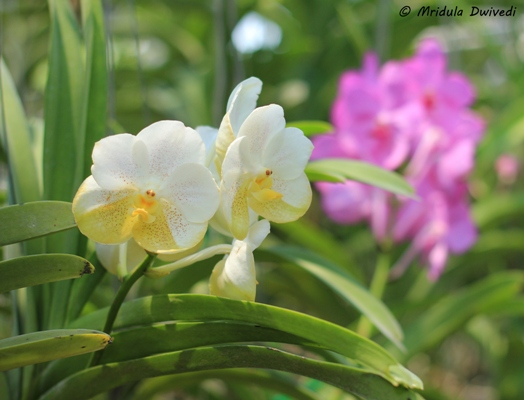 simply-orchid