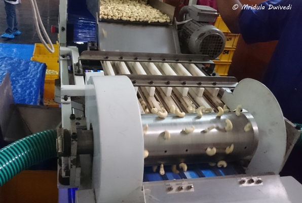 machine-sorting-cashewnuts