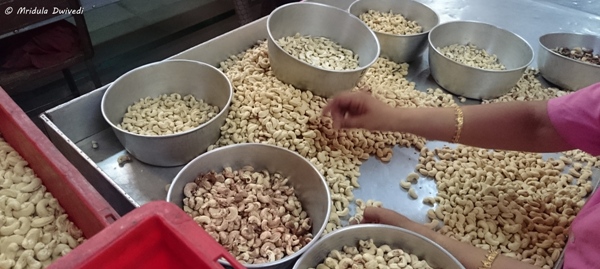 sorting-cashewnuts