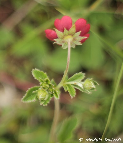 red-wild-flower